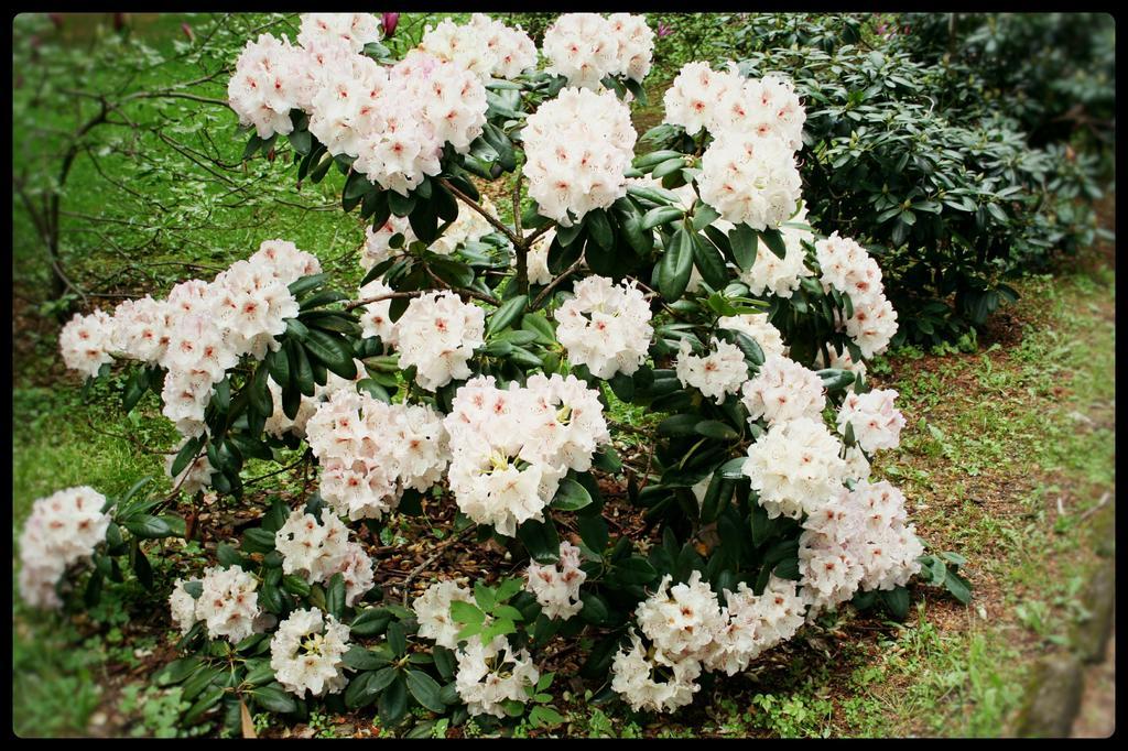 Dworek Osiecki Osieki  Ngoại thất bức ảnh